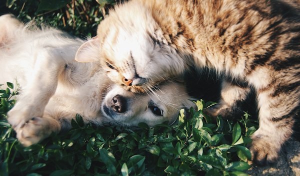Pet insurance